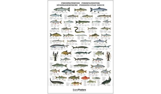 Plakat med fiskemotiver.