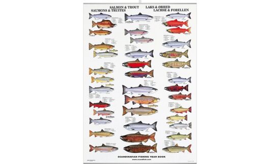 Plakat med fiskemotiver - laks og ørred