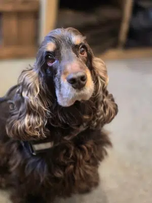 bruno web Bruno, Forst & Jagthusets cockerspaniel og vigtigste medarbejder