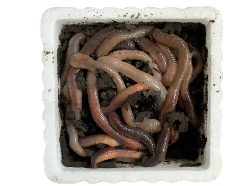 Store Canada regnorme i termobox, egnet som agn til ørred og laks